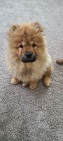 Chow Chow Puppies for sale in Blaine, MN, USA. price: NA
