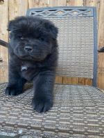 Chow Chow Puppies for sale in San Antonio, TX, USA. price: NA