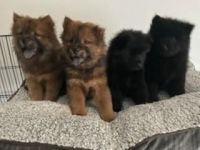 Chow Chow Puppies for sale in San Pedro, CA 90731, USA. price: NA