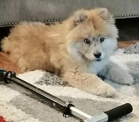 Chow Chow Puppies for sale in Paragon, IN, USA. price: NA