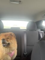 Chow Chow Puppies for sale in New Braunfels, TX, USA. price: NA