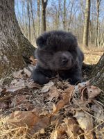Chow Chow Puppies for sale in Effort, PA 18330, USA. price: NA