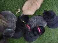 Chow Chow Puppies for sale in Springfield, MO, USA. price: NA