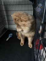 Chow Chow Puppies for sale in 7011 W Parmer Ln, Austin, TX 78729, USA. price: NA