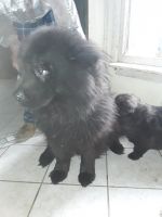 Chow Chow Puppies for sale in Conneaut, OH 44030, USA. price: NA
