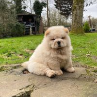 Chow Chow Puppies for sale in Pittsburgh, PA, USA. price: NA