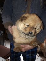 Chow Chow Puppies for sale in Conneaut, OH 44030, USA. price: NA