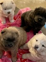 Chow Chow Puppies for sale in Corona, CA, USA. price: NA