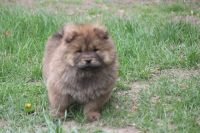 Chow Chow Puppies for sale in Monticello, WI 53570, USA. price: NA