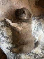Chow Chow Puppies for sale in 10536 Greenford Dr, San Diego, CA 92126, USA. price: NA