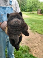 Chow Chow Puppies for sale in 8805 Cortland Ln, Lanham, MD 20706, USA. price: NA