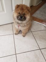 Chow Chow Puppies for sale in Sumter, SC, USA. price: NA