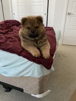 Chow Chow Puppies for sale in Aurora, CO 80015, USA. price: NA