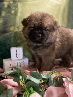 Chow Chow Puppies for sale in Lancaster, CA, USA. price: NA