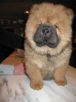 Chow Chow Puppies for sale in Descanso, CA 91916, USA. price: NA