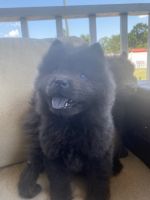 Chow Chow Puppies for sale in Florence, SC, USA. price: NA