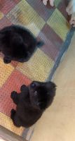 Chow Chow Puppies for sale in Hyderabad, Telangana, India. price: 45000 INR