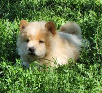 Chow Chow Puppies for sale in Clinton, IL 61727, USA. price: NA