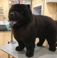 Chow Chow Puppies for sale in Ludhiana, Punjab, India. price: 30000 INR