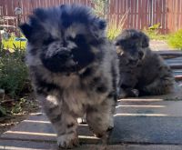 Chow Chow Puppies for sale in Moriarty, NM 87035, USA. price: NA