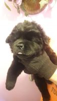 Chow Chow Puppies for sale in Tulsa, OK, USA. price: NA