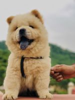 Chow Chow Puppies for sale in Jaipur, Rajasthan, India. price: 45000 INR