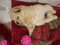 Chow Chow Puppies for sale in Sector 121, Noida, Uttar Pradesh 201307, India. price: 15000 INR