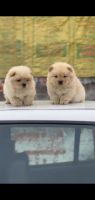 Chow Chow Puppies for sale in Ludhiana, Punjab, India. price: 16000 INR