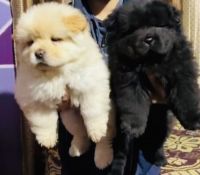 Chow Chow Puppies for sale in Farrukhabad, Uttar Pradesh, India. price: 18000 INR