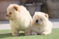 Chow Chow Puppies for sale in Saket, New Delhi, Delhi 110017, India. price: 18000 INR