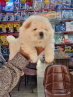 Chow Chow Puppies for sale in New Delhi, Delhi, India. price: 30000 INR