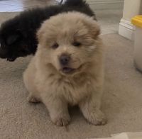 Chow Chow Puppies for sale in North Hollywood, Los Angeles, CA, USA. price: NA