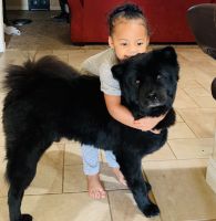 Chow Chow Puppies for sale in Dayton, OH, USA. price: NA