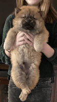 Chow Chow Puppies for sale in Lytle, TX 78052, USA. price: NA
