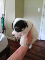Chow Chow Puppies for sale in 5109 W 3rd St, Tulsa, OK 74127, USA. price: $20