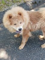 Chow Chow Puppies for sale in 982 Indian Point Rd, Branson, MO 65616, USA. price: $900