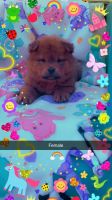 Chow Chow Puppies for sale in Coon Rapids, IA 50058, USA. price: $500