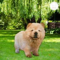 Chow Chow Puppies for sale in Pennsylvania Station, 4 Pennsylvania Plaza, New York, NY 10001, USA. price: $3,000