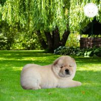 Chow Chow Puppies for sale in Pennsylvania Station, 4 Pennsylvania Plaza, New York, NY 10001, USA. price: $3,000