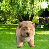 Chow Chow Puppies for sale in 1309 Coffeen Ave, Sheridan, WY 82801, USA. price: $3,000