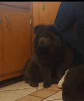 Chow Chow Puppies for sale in Chicago, IL, USA. price: $650