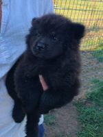 Chow Chow Puppies for sale in Mannford, OK, USA. price: $600