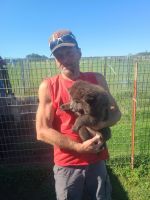 Chow Chow Puppies for sale in Mannford, OK, USA. price: $600