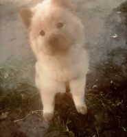 Chow Chow Puppies for sale in 9900 Richmond Ave., Houston, TX 77042, USA. price: $450