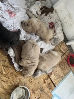Chow Chow Puppies for sale in Corning, NY 14830, USA. price: $700