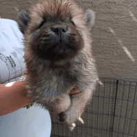 Chow Chow Puppies for sale in 2614 E Beautiful Ln, Phoenix, AZ 85042, USA. price: $350