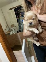 Chow Chow Puppies for sale in Staley, NC 27355, USA. price: $100,000