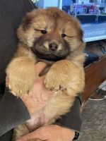 Chow Chow Puppies for sale in Tooele, UT 84074, USA. price: $500