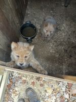 Chow Chow Puppies for sale in Asheboro, NC, USA. price: $800