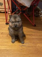 Chow Chow Puppies for sale in Pensacola, FL, USA. price: $250